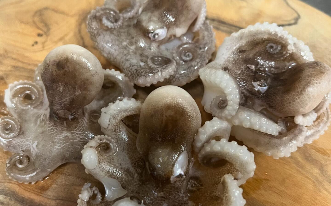 今大流行のチュクミ(いいだこ)です